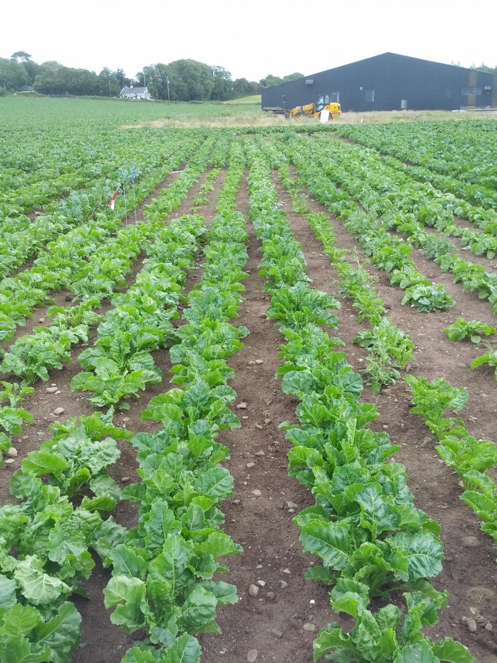 Brendan Hallahan: Sugar beet Cobh field trial April 2016