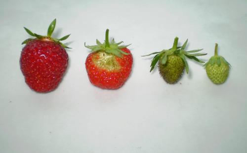The strawberry ripening process