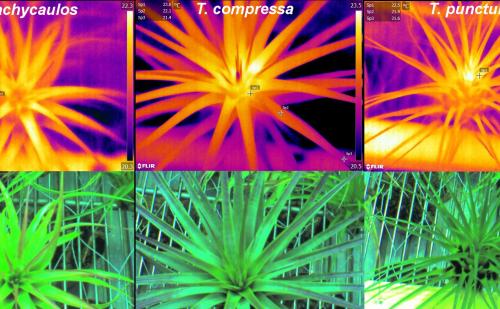 Thermal images of three epiphytic bromeliads. Thermal imagery can be used to measure water loss in plants across the entire leaf surface.