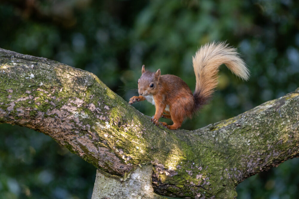 Red Squirrel on a Branch of a Tree, Ireland