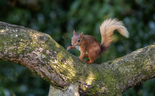 Red Squirrel on a Branch of a Tree, Ireland