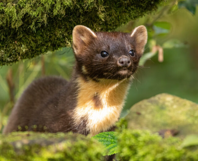 European Pine Marten hunting in the woods. Martes martes.