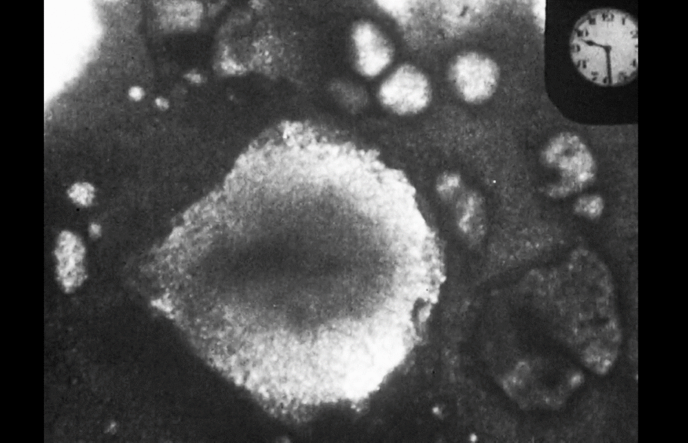 Picture of cells as imaging