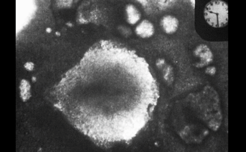 Picture of cells as imaging